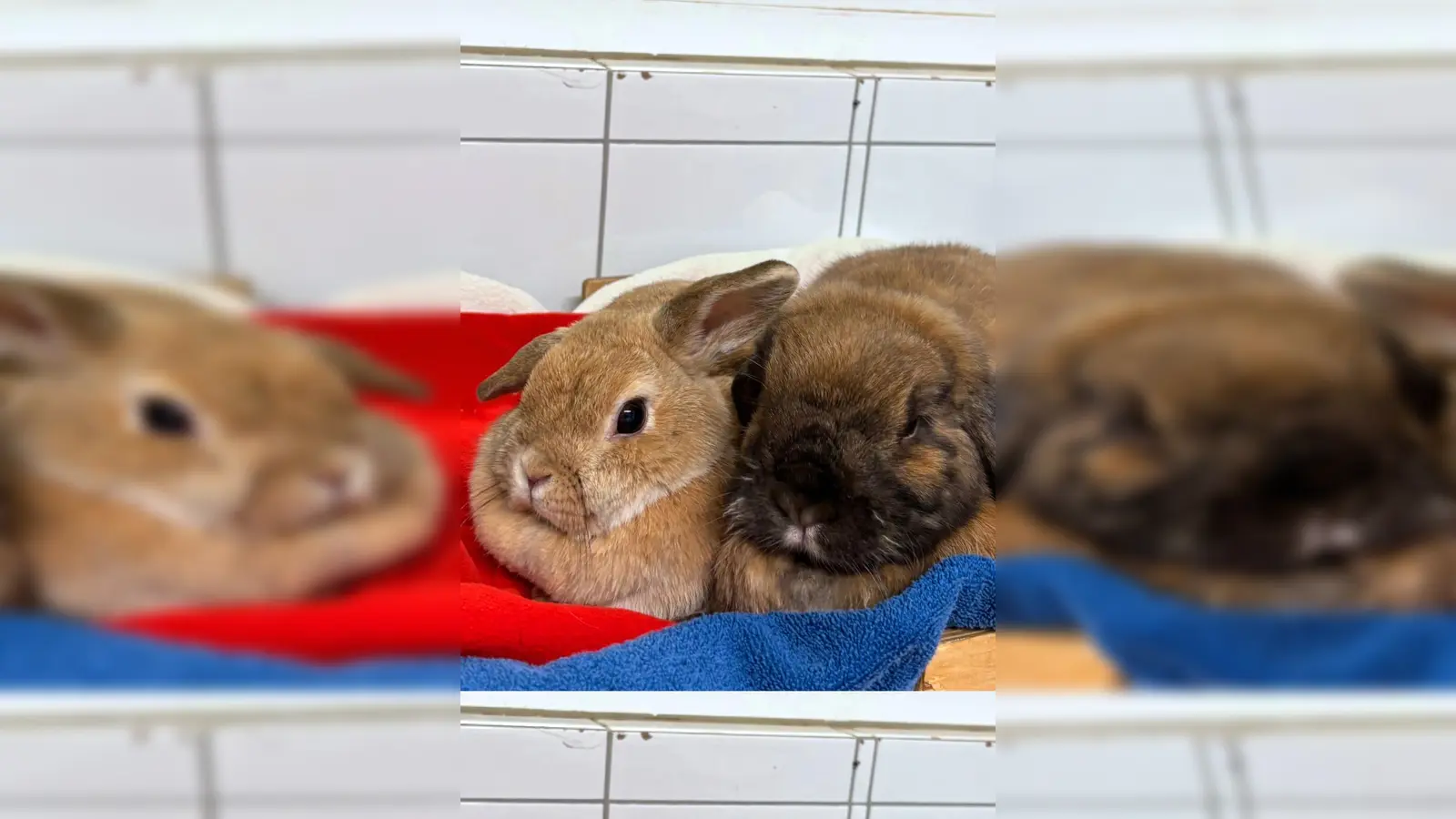 Milli (Widderkaninchen, dunkelbraun) und Vanilla (Widderkaninchen, hellbraun. (Foto: Tierheim Riem)