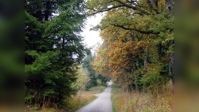 Wegen gedruckter Zeitungen wird kein Stück Wald beeinträchtigt. (Grafik: job)