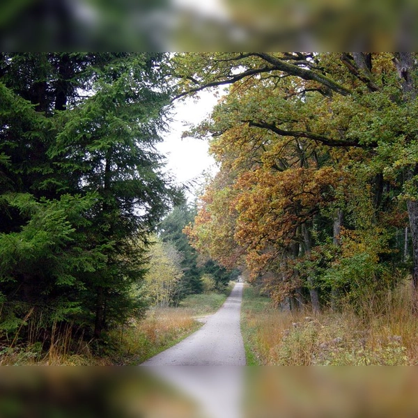 Wegen gedruckter Zeitungen wird kein Stück Wald beeinträchtigt. (Grafik: job)
