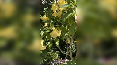 Wie man Kübelpflanzen richtig überwintert, erfährt man bei einem Vortrag des Gartenbauvereins. (Foto: hw)