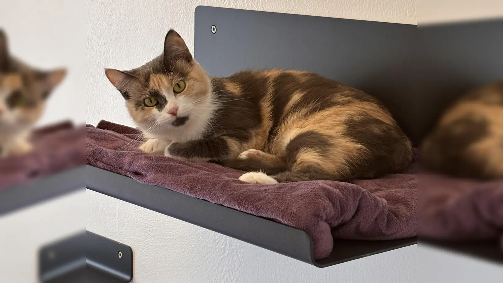 Perla ist eine temperamentvolle und menschenbezogene Katze. (Foto: Tierheim Riem)
