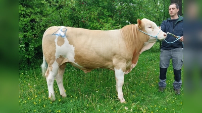 Moritz Lidl aus Rain präsentierte mit dem natürlich hornlos vererbenden Hoeri Sohn den Spitzenbullen des Mai-Marktes. (Foto: Weilheimer Zuchtverbände e.V.)