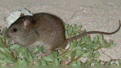 Die Bramble-Cay-Mosaikschwanzratte wurde als erste Säugetierart, die dem Klimawandel zum Opfer gefallen war, für ausgestorben erklärt. (Foto: CC BY-SA 3.0 au)