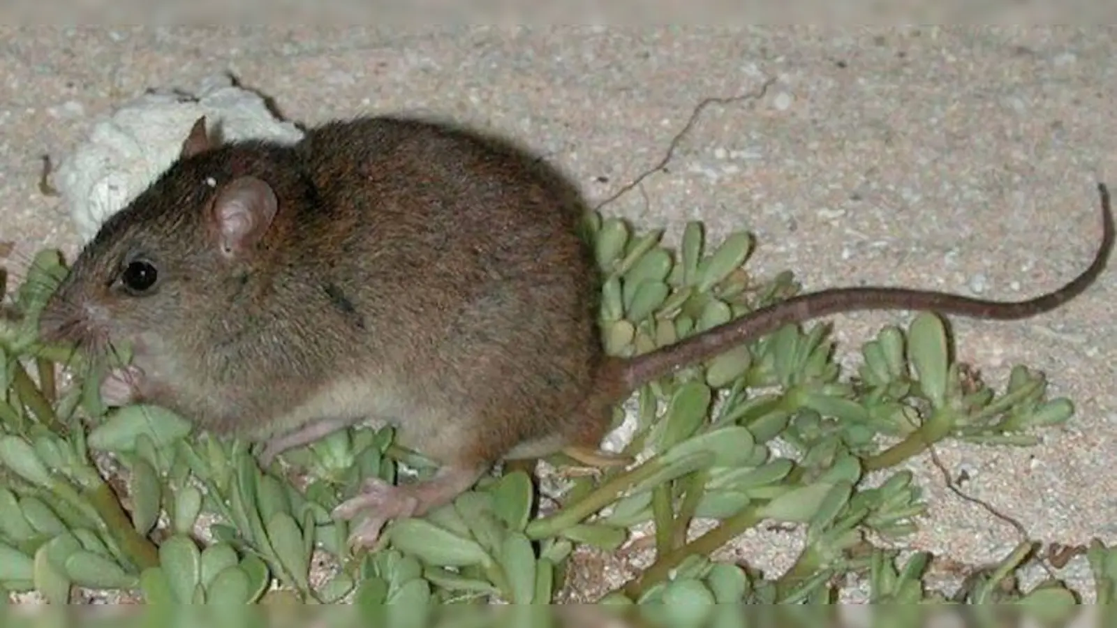 Die Bramble-Cay-Mosaikschwanzratte wurde als erste Säugetierart, die dem Klimawandel zum Opfer gefallen war, für ausgestorben erklärt. (Foto: CC BY-SA 3.0 au)
