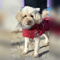 Pudel Maxi. (Foto: Tierheim Riem)