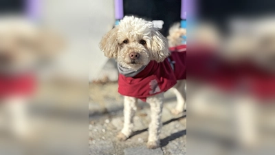 Pudel Maxi. (Foto: Tierheim Riem)