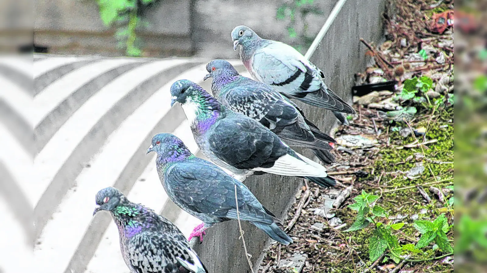 Durch eine konsequente Umsetzung des Augsburger Modells könnte die Stadttaubenpopulation in München auf ein verträgliches Maß reduziert werden. (Foto: bb)