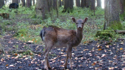 Während der Brut- und Setzzeit soll das Wild in Ruhe gelassen werden.  (Foto: pst)