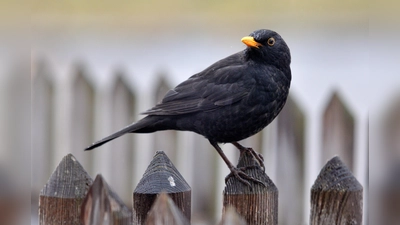 Die Amsel, hier ein Männchen, gehört zu den bekanntesten Singvögeln in Deutschland.  (Foto: Wolfgang Bock, LBV Bildarchiv)