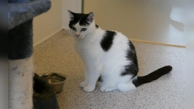 Churri wird in Wohnungshaltung vermittelt. (Foto: Tierheim Riem)