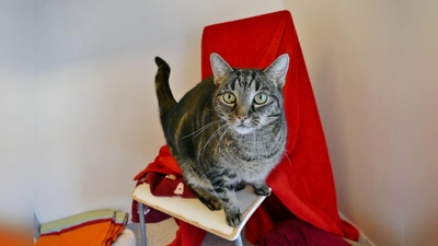 Unsere Europäisch Kurzhaar-Katze Yumi. (Foto: Tierheim Riem)