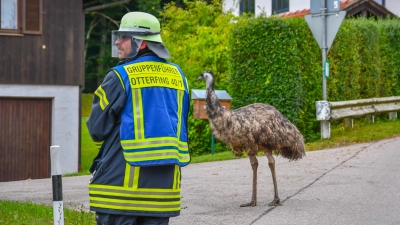 Unternehmungslustig war ein Emu aus Otterfing, der den Ort auf eigene Faust erkundete. Die FFW Otterfing alarmierte den Besitzer.  (Foto: FFW Otterfing)