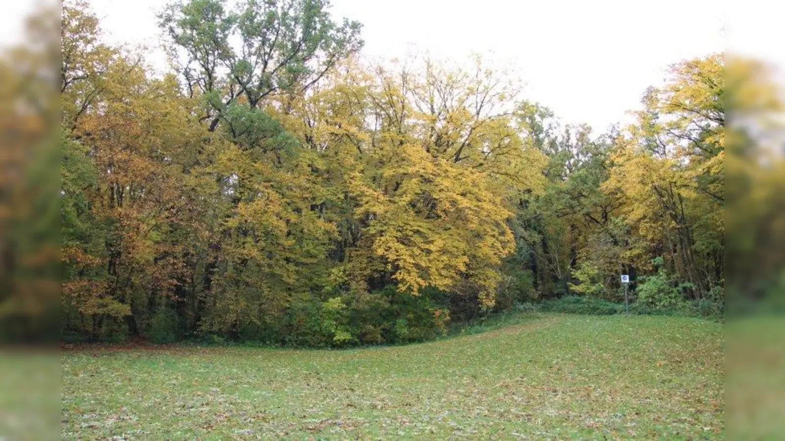 Die Angerlohe bekommt wie unter anderem auch die Allacher Lohe einen Gebietsbetreuer. (Foto: sb)