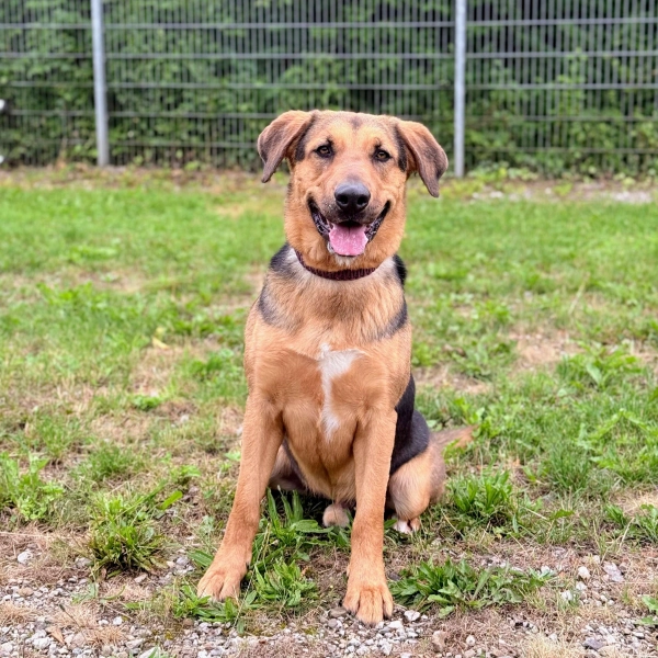 Milo hat einen starken Jagdtrieb bei Katzen. (Foto: Tierheim Riem)