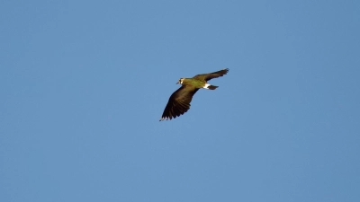 Die allgemeine warme Witterung hat die Kiebitze früh zurückgebracht. (Foto: Jonathan Gentz)