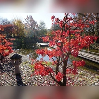 Gertrud Fassnacht führt in die japanische Betrachtungsweise des Herbstes ein. (Foto: Gertrud Fassnacht )