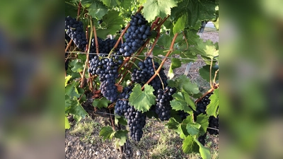 Einen guten Tropfen aus Südtirol wird es beim Weinfest des Otterfinger Burschenvereins geben. (Foto: hw)