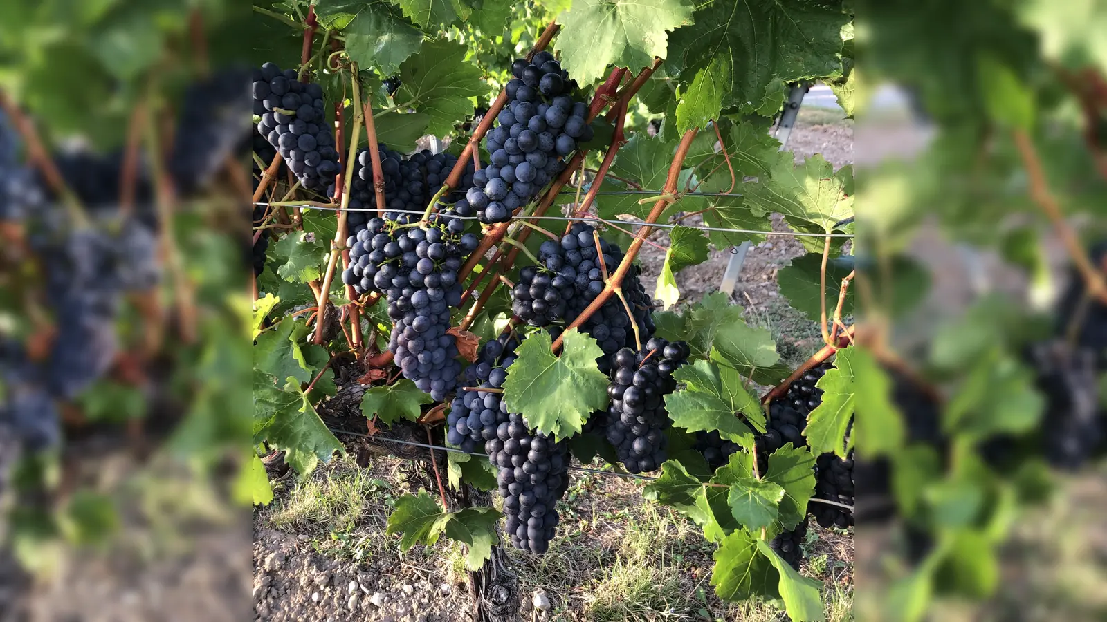Einen guten Tropfen aus Südtirol wird es beim Weinfest des Otterfinger Burschenvereins geben. (Foto: hw)