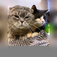 Beiden Schmusekater suchen ein ruhiges Zuhause. (Foto: Tierheim Riem)