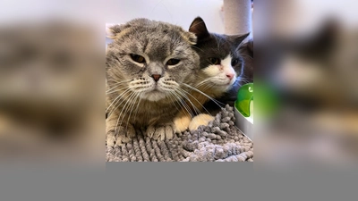 Beiden Schmusekater suchen ein ruhiges Zuhause. (Foto: Tierheim Riem)