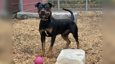 Ronny ist ein kastrierter Rottweiler-Mix. (Foto: Tierheim Riem)